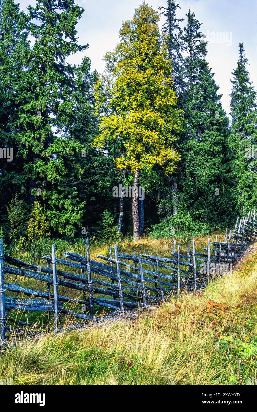 Vecchia recinzione a pali rotondi in legno su un prato erboso vicino a una foresta Foto Stock