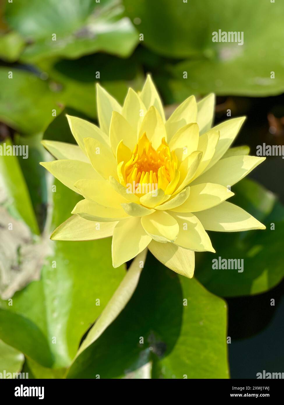 Fiore di loto giallo in un laghetto con tamponi di Lilly. Nelumbo nucifera, noto anche come loto sacro, loto indiano o semplicemente loto. Foto Stock