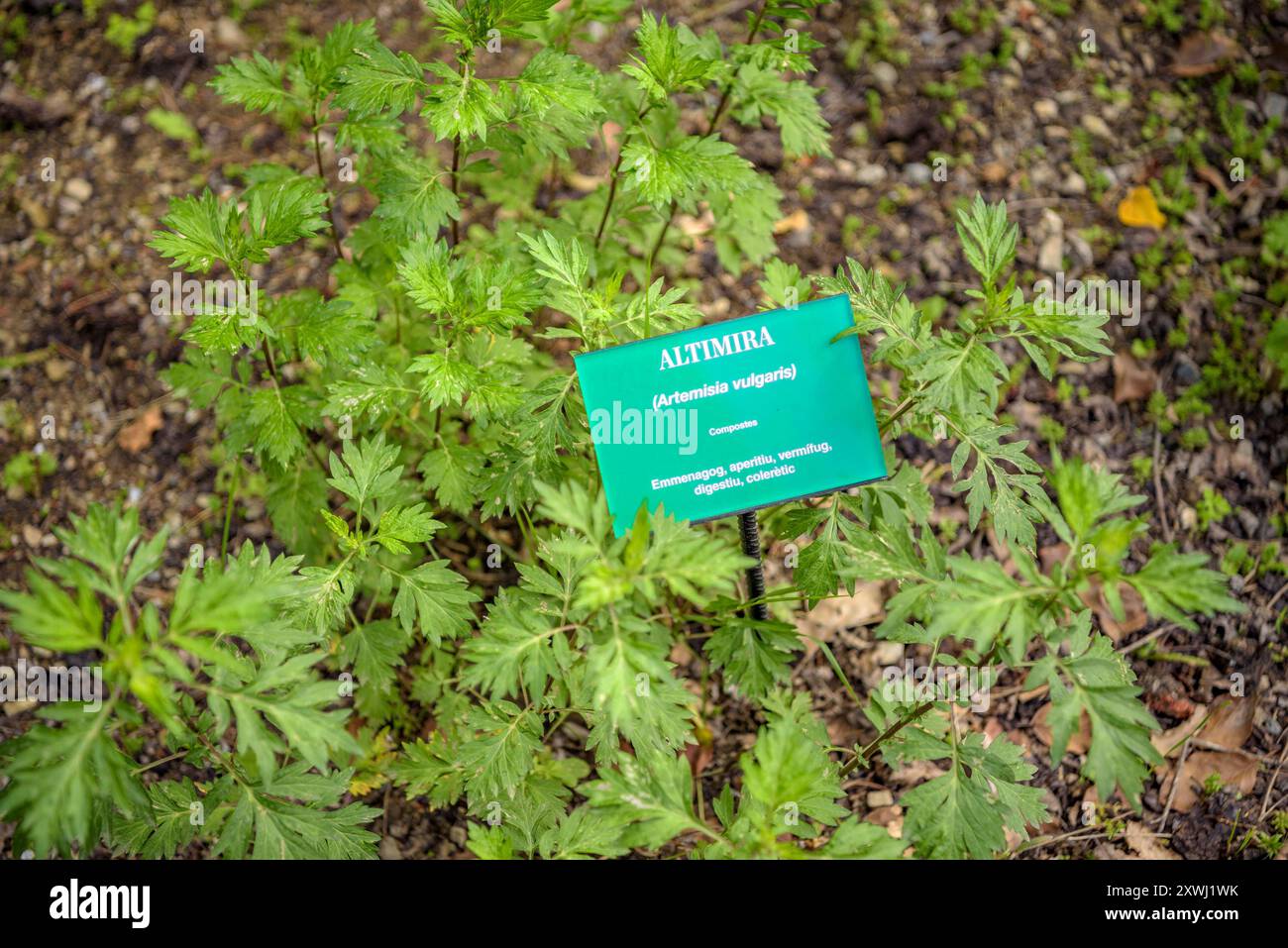 Giardino botanico Gombrèn in fiore in primavera (Ripollès, Girona, Catalogna, Spagna, Pirenei) ESP: Jardín Botánico de Gombrèn florecido en primavera Foto Stock