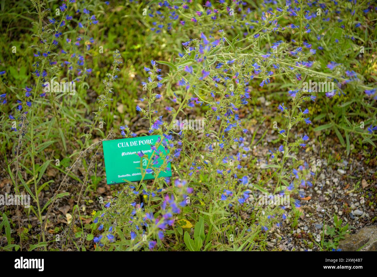 Bugloss di Viper (Echium vulgare) nell'orto botanico di Gombrèn (Ripollès, Girona, Catalogna, Spagna, Pirenei) ESP: Viborera (Echium vulgare) Foto Stock