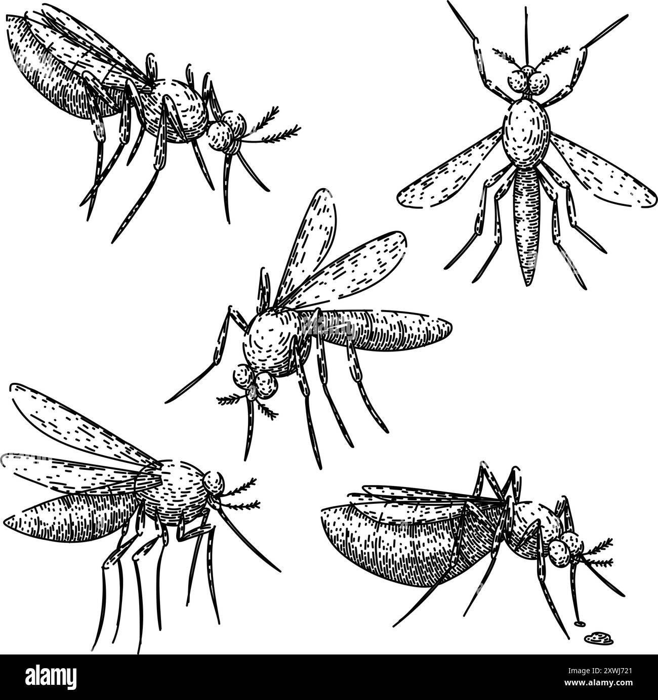 set zanzare disegnare il vettore disegnato a mano Illustrazione Vettoriale