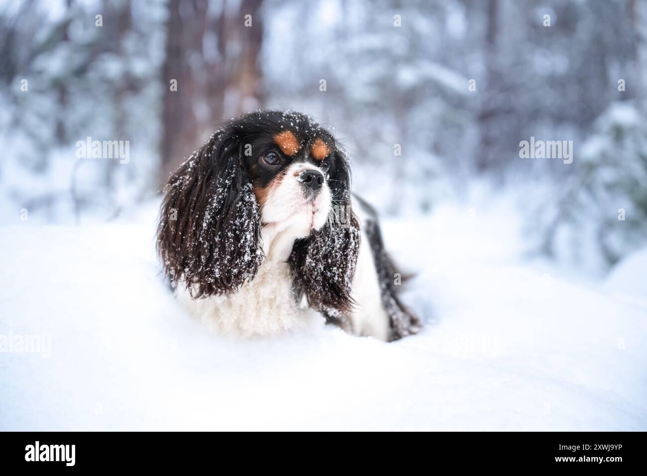 Un carino Cavalier Re Carlo Spaniel con grandi occhi espressivi si trova in un paesaggio innevato. Il cane di pelliccia marrone e bianco guarda con ansia il drappo di neve Foto Stock