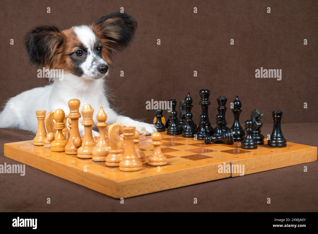 papillon cucciolo tricolore seduto accanto a una scacchiera con un'espressione premurosa. La scacchiera è fatta di legno e ci sono pezzi di scacchi di legno Foto Stock