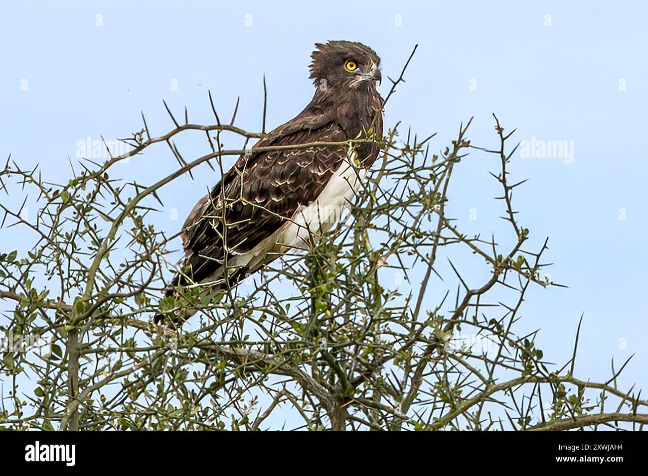Aquila di serpente dal castigo nero, Pianure centrali del Serengeti, Tanzania Foto Stock