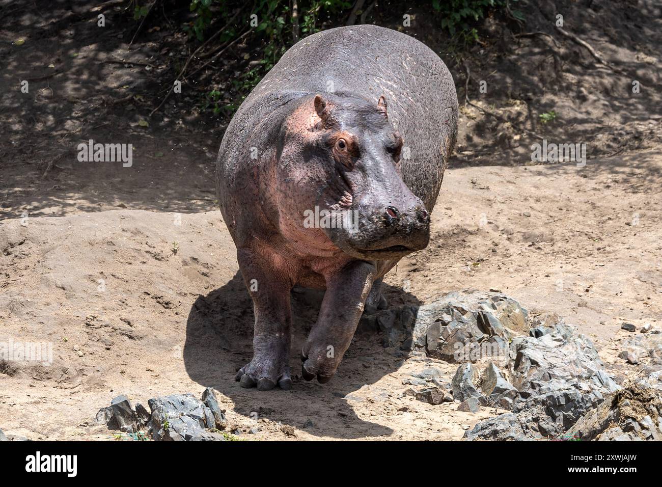 Hippopotamus, entrando in acqua, Retima Hippo Pool, Central Serengeti Plains, Tanzania Foto Stock