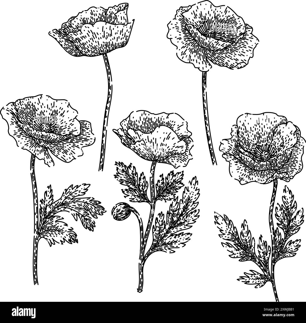 vettore disegnato a mano dello schizzo poppy set Illustrazione Vettoriale