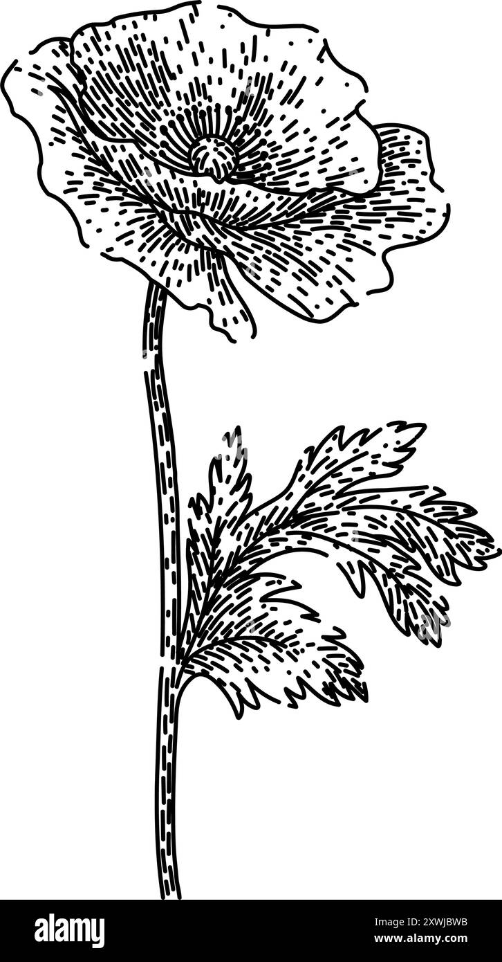 disegno del papavero rosso vettore disegnato a mano Illustrazione Vettoriale