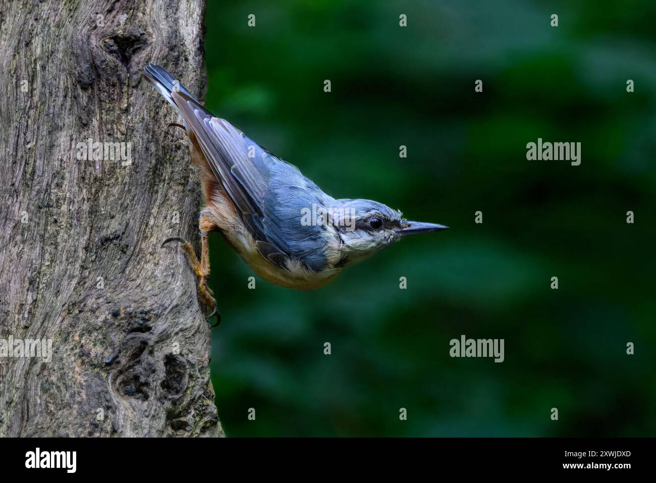 Nuthatch-Sitta europaea appesa su un albero Foto Stock