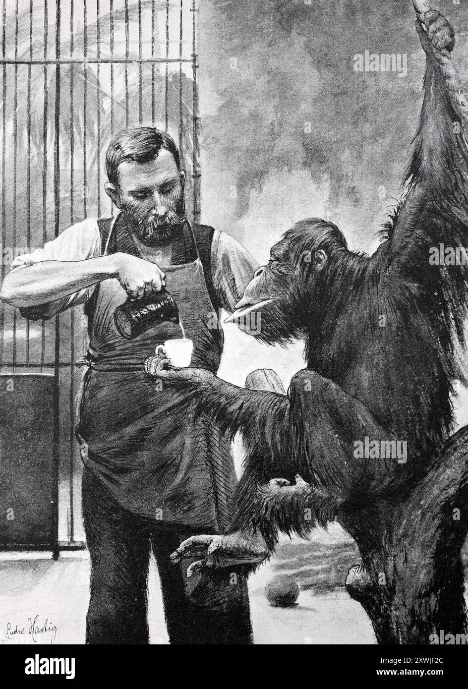 Un uomo versa il caffè in una tazza tenuta da una scimmia, l'orangotango Rolf nel Giardino Zoologico di Berlino, Germania, riproduzione storica, restaurata digitalmente da un originale del XIX secolo, data record non dichiarata, Ein Mann gießt Kaffee in eine Tasse, Die von einem Affen gehalten wird, der Orang-Utan Rolf im Zoologischen Garten a Berlino, Deutschland, Historisch, Historisch, digital restaution von Reprodution von 19. Jahrhundert Foto Stock