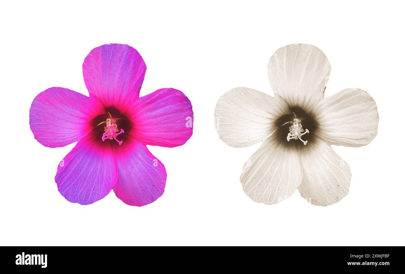 set di colori isolati del fiore del giardino Foto Stock
