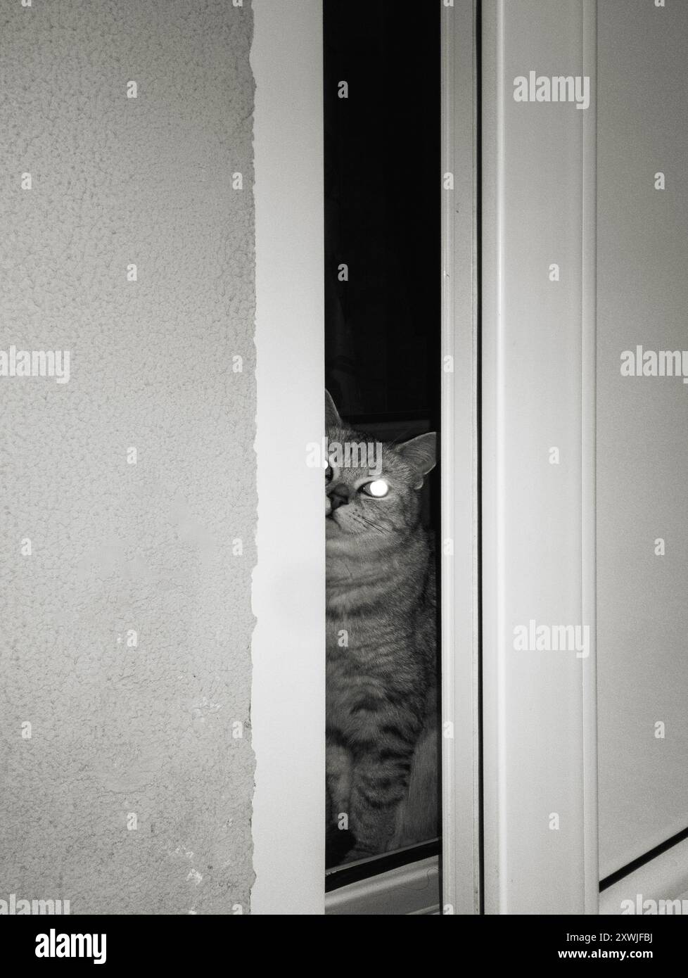 gatto inglese sulla porta Foto Stock