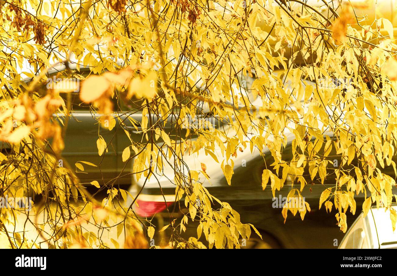 Fogliame giallo autunnale contro il traffico Foto Stock
