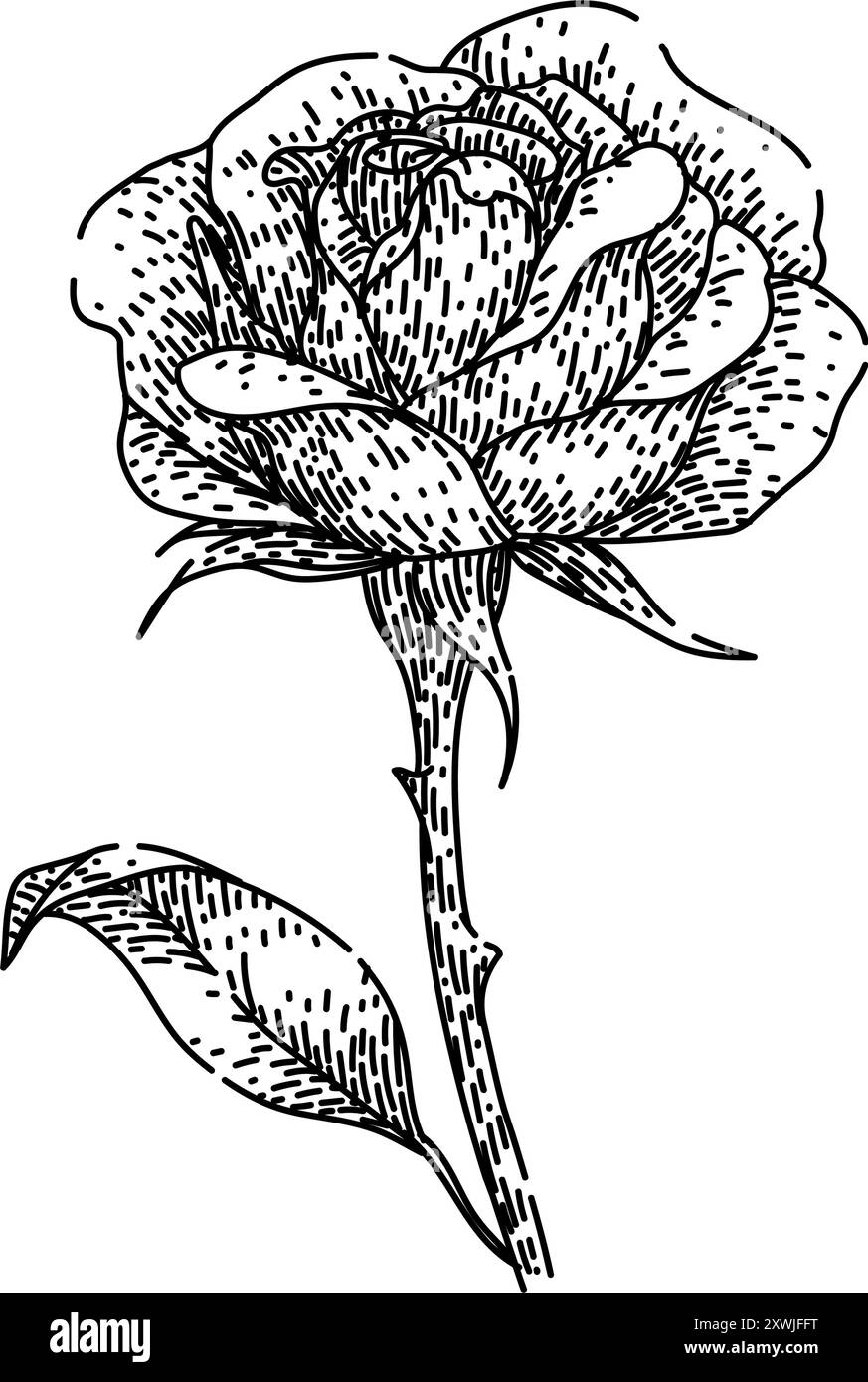 disegno del fiore di rosa del giardino vettoriale disegnato a mano Illustrazione Vettoriale