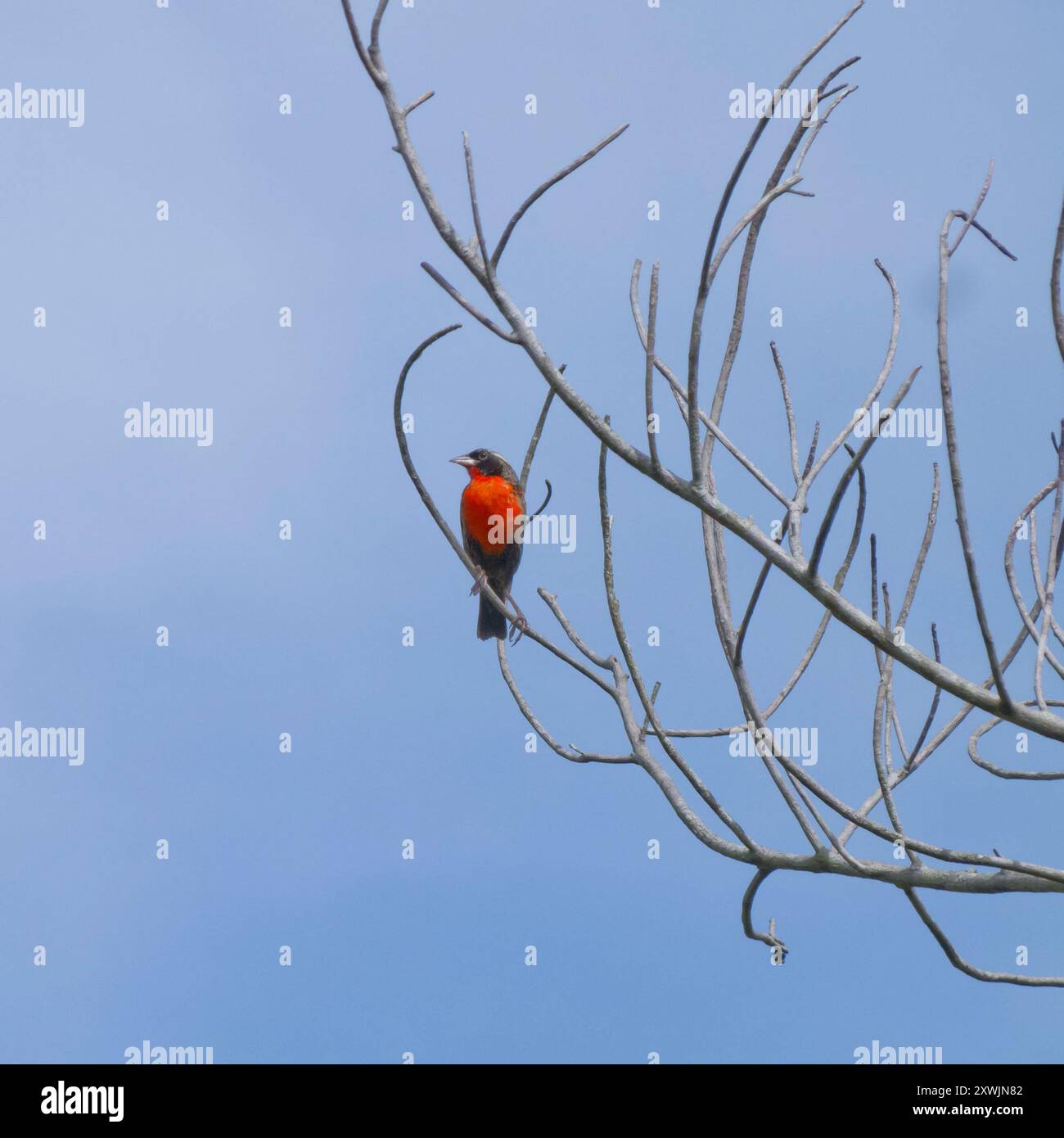 Aves Meadowlark (Leistes militaris) dal petto rosso Foto Stock