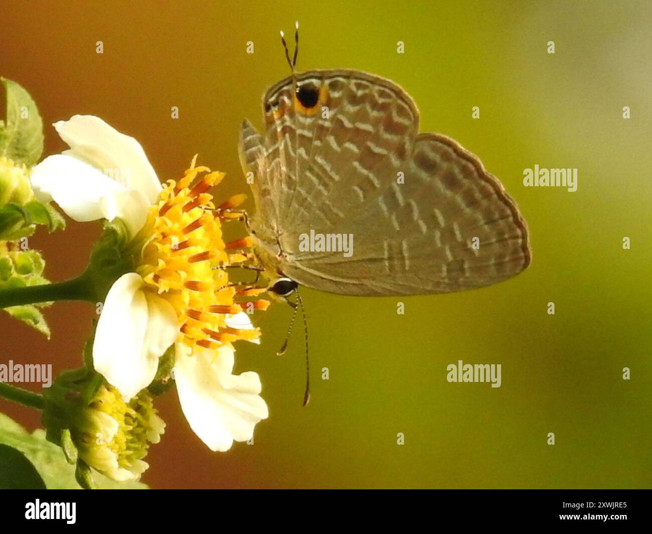 Dark Cerulean (Jamides bochus) Insecta Foto Stock