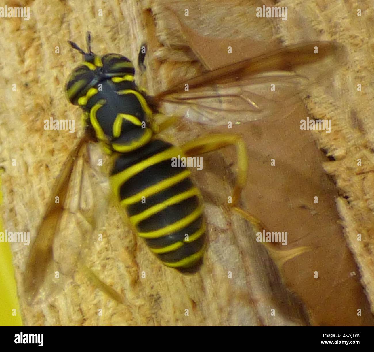 Eastern Hornet Fly (Spilomyia longicornis) Insecta Foto Stock
