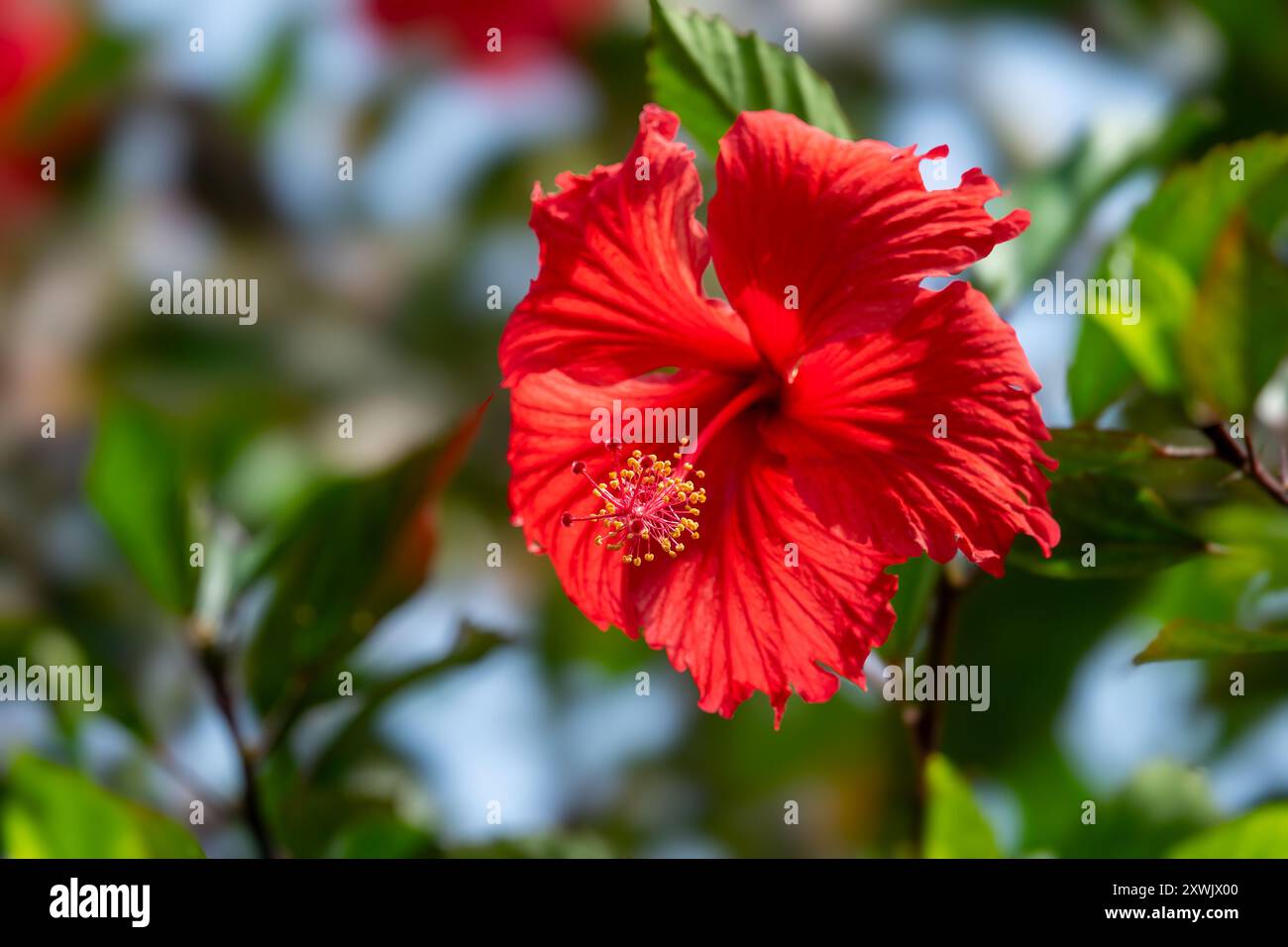 Primo piano di un fiore di ibisco rosso in un giardino tropicale Foto Stock