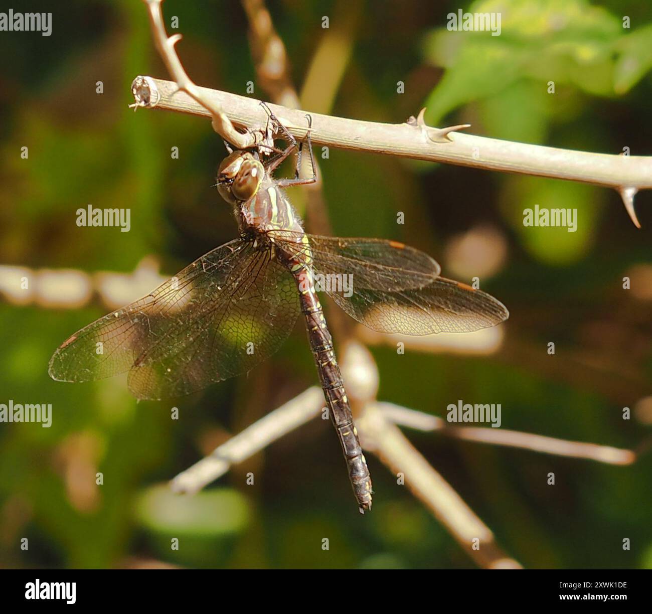 Shadow Darner (Aeshna umbrosa) Insecta Foto Stock