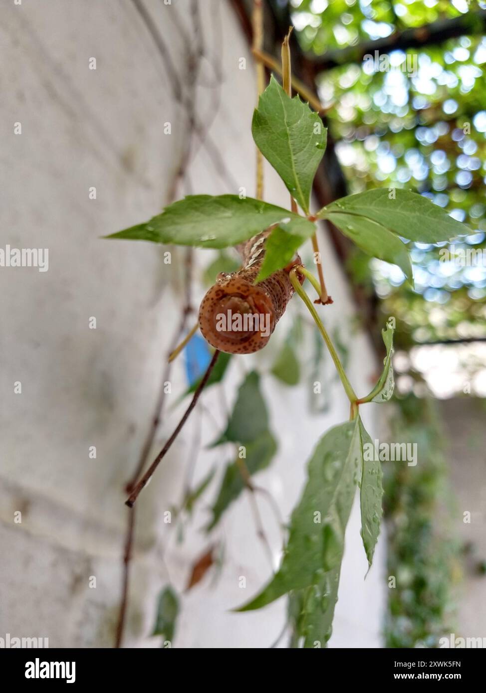 Achemon Sfinge (Eumorpha achemon) Insecta Foto Stock