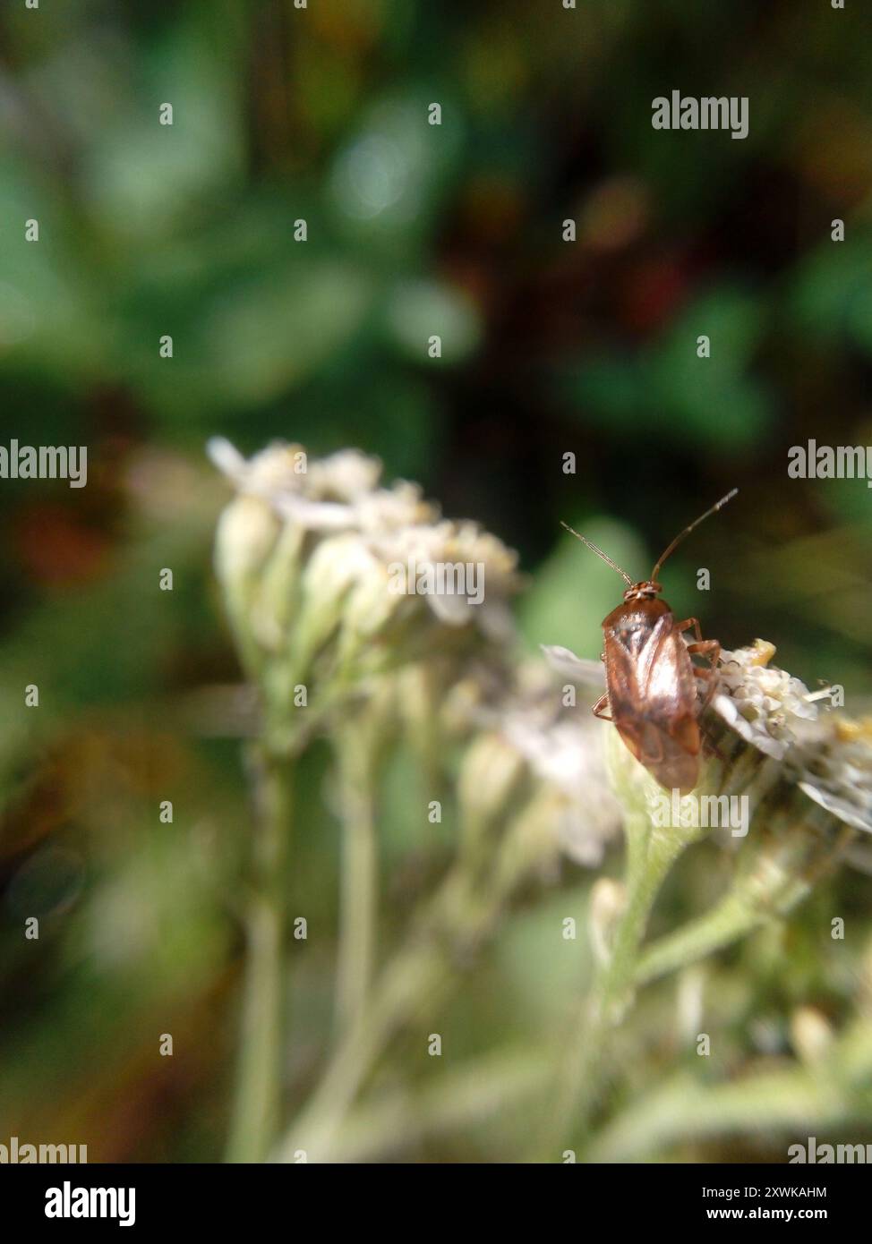 Insetto europeo (Lygus rugulipennis) Insecta Foto Stock