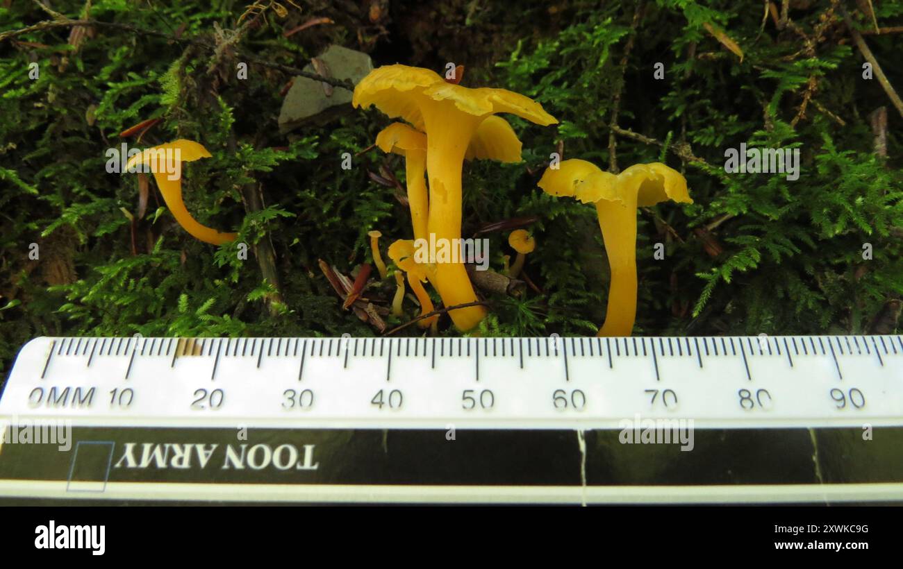 Funghi del piede giallo (Craterellus lutescens) Foto Stock