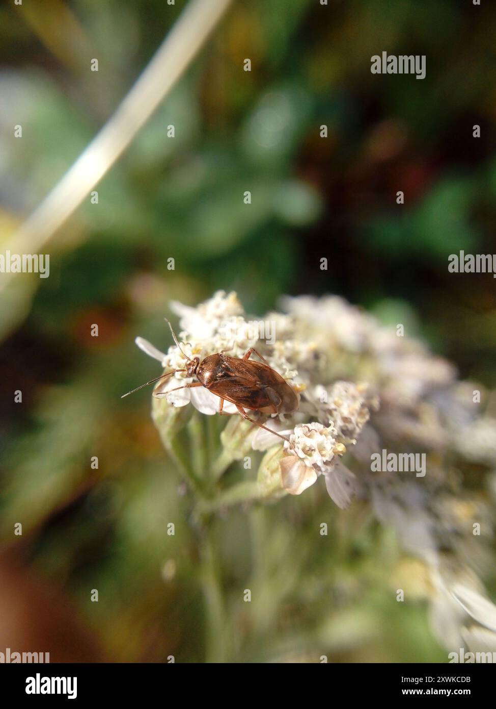 Insetto europeo (Lygus rugulipennis) Insecta Foto Stock