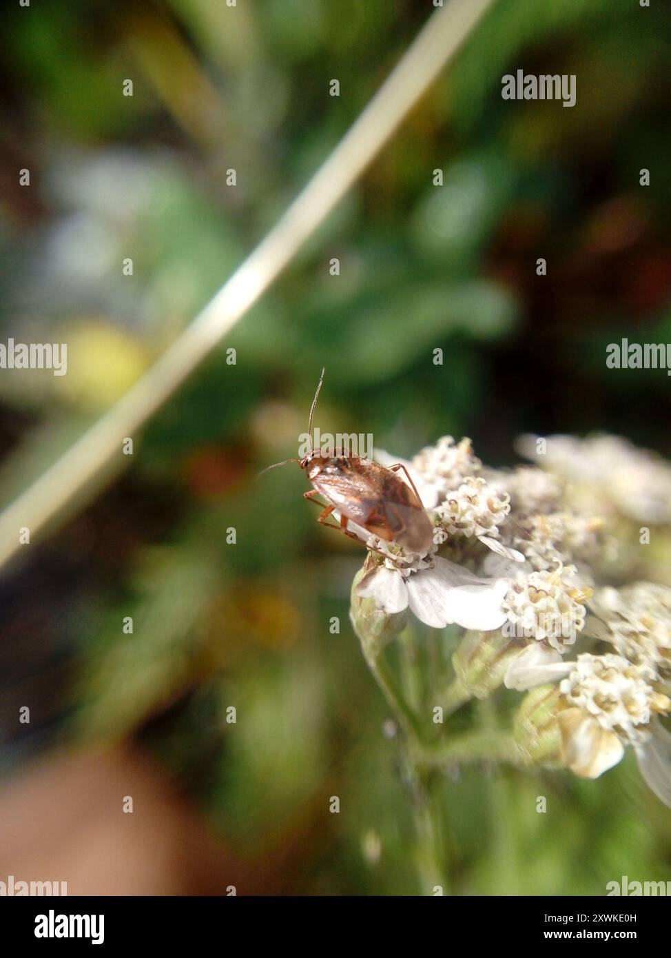 Insetto europeo (Lygus rugulipennis) Insecta Foto Stock