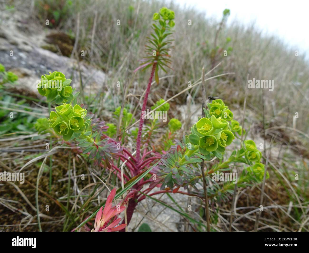 Portland Spurge (Euphorbia portlandica) Plantae Foto Stock