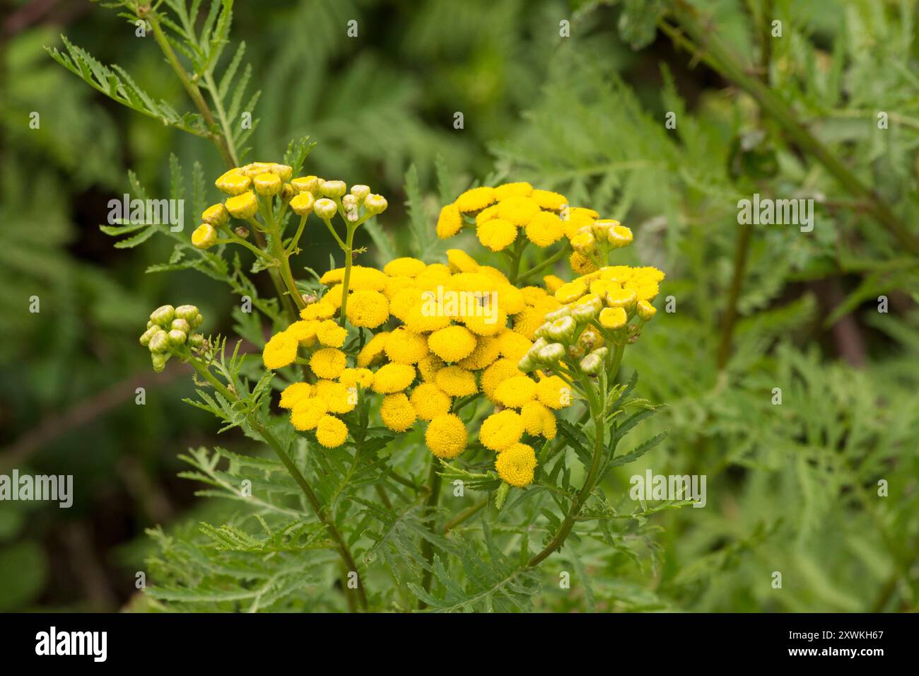 Tansy, pianta, Tanacetum vulgare, fiore selvatico giallo, testa di fiore Foto Stock