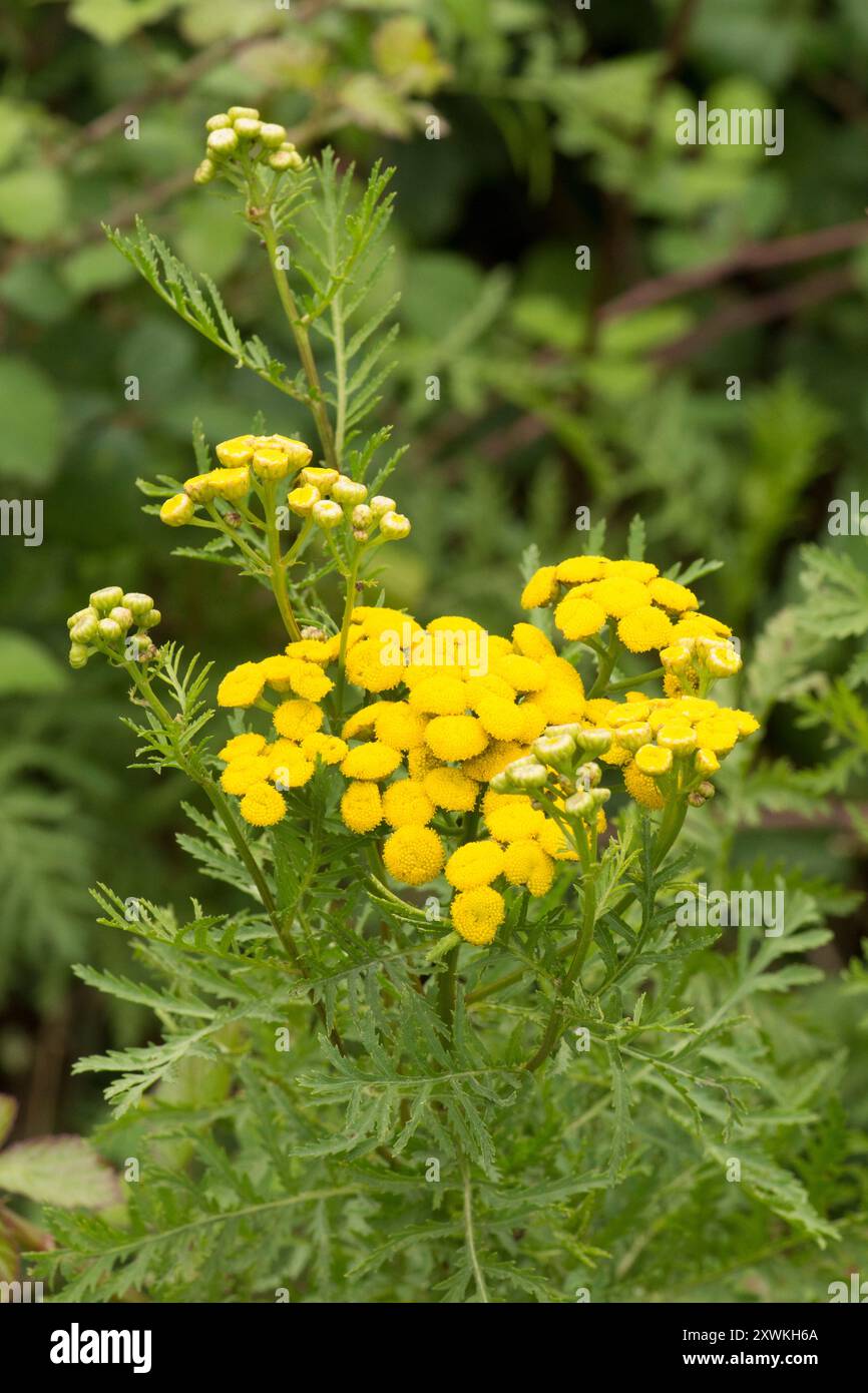 Tansy, pianta, Tanacetum vulgare, fiore selvatico giallo, testa di fiore Foto Stock