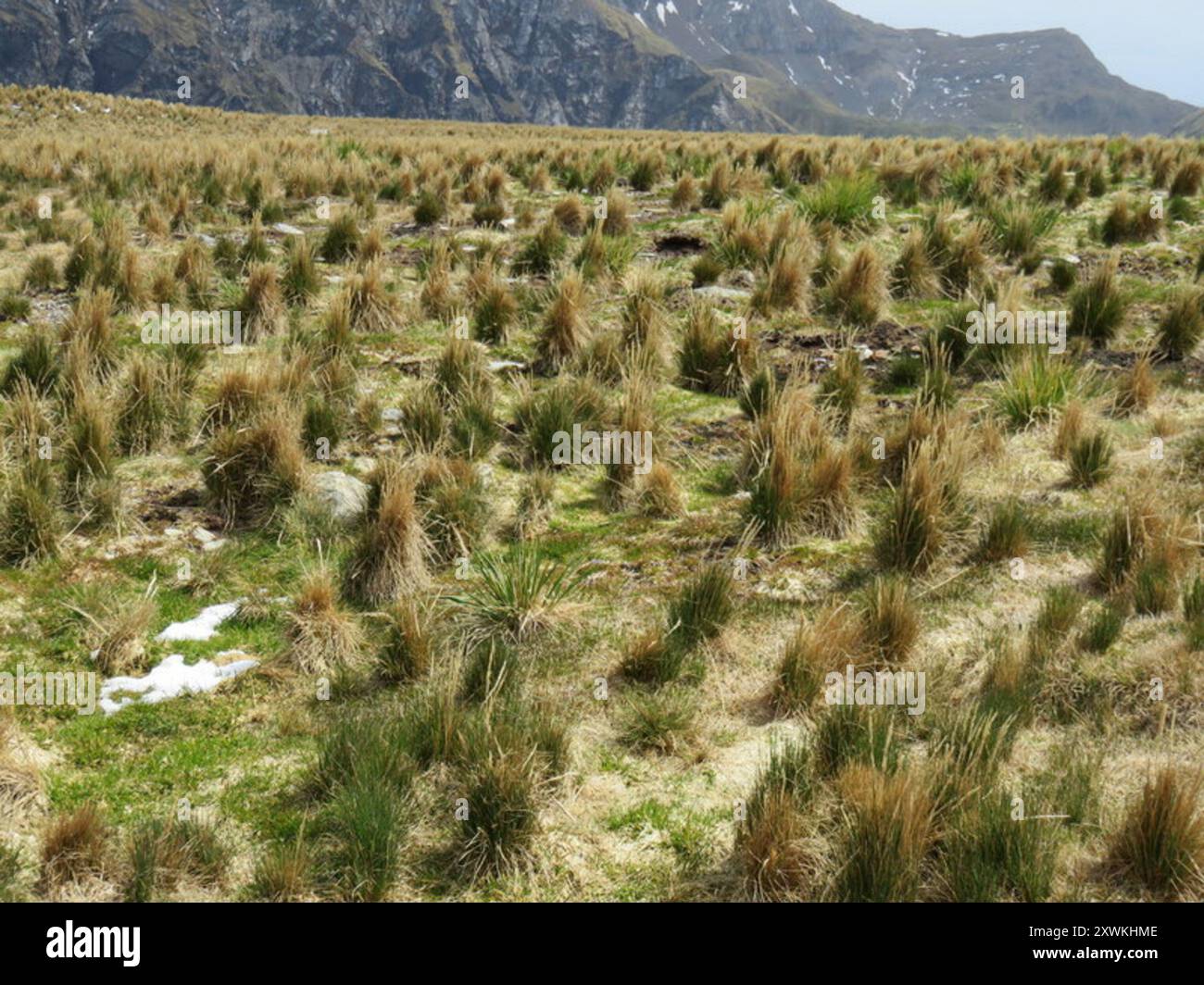 Tussac-erba (Poa flabellata) Plantae Foto Stock