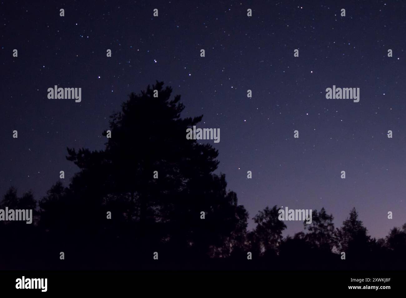 L'aratro, l'Ursa maggiore, il grande Dipper, le stelle della costellazione chiaramente mostrate intorno ai rami di un albero, Foto Stock