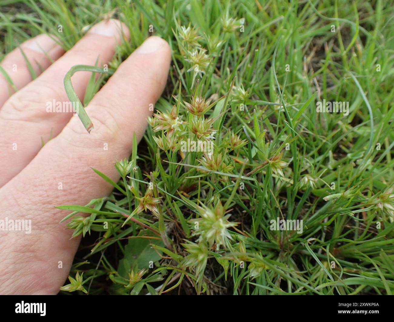 Corsa nana (Juncus capitatus) Plantae Foto Stock