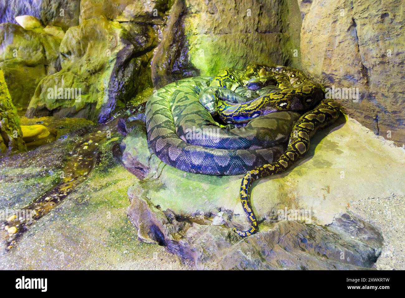Pitone reticolato (Malayopython reticulatus) nel Tropicarium, Campona Shopping and Entertainment Center, Budateteny, Budapest, Ungheria Foto Stock