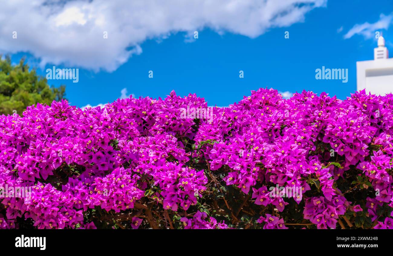 Fiori di bouganville rosa e bella in siepe con cielo blu e sfondo nuvoloso bianco Foto Stock