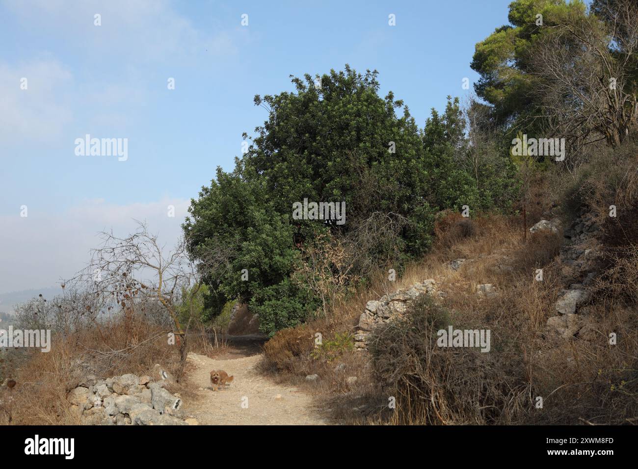 Il cane Terrier cammina accanto a un albero di carruba, il Pane di San Giovanni o la Ceratonia Siliqua, un albero sempreverde, sottofamiglia Caesalpinioideae, famiglia delle legumi Fabaceae Foto Stock