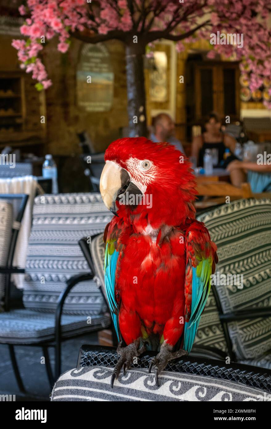Scarlet Macaw Parrot, Ara macao arroccato su una sedia, città vecchia di Rodi, Grecia Foto Stock