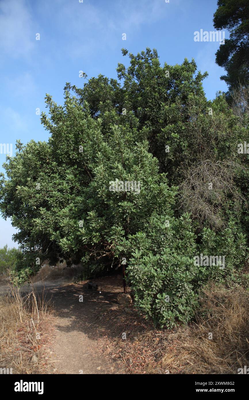 Carob Tree, St. John's Pread o Ceratonia Siliqua, albero sempreverde fiorito nella sottofamiglia delle Caesalpinioideae, la famiglia delle legumi Fabaceae, Ein Karem Foto Stock