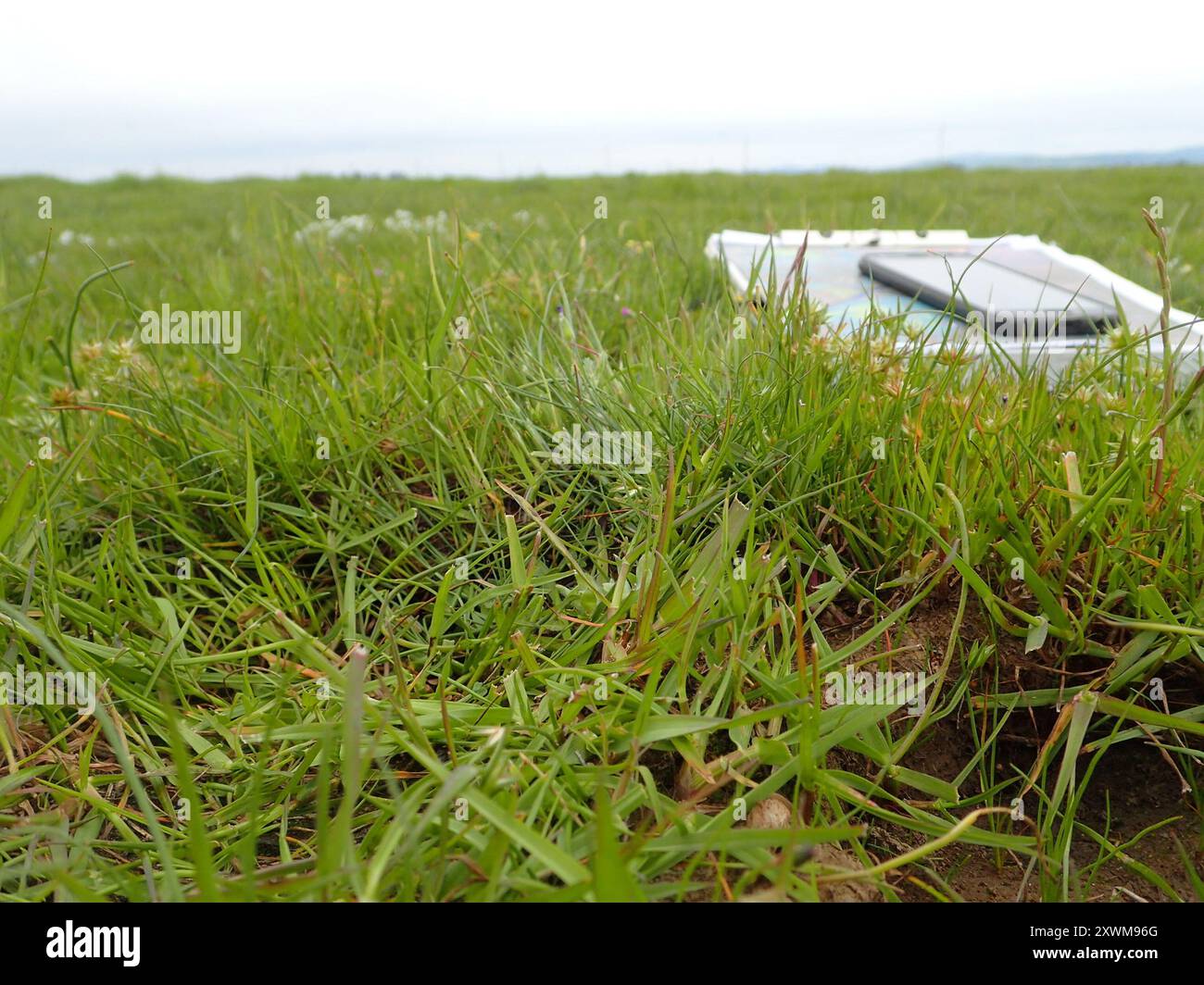 Corsa nana (Juncus capitatus) Plantae Foto Stock