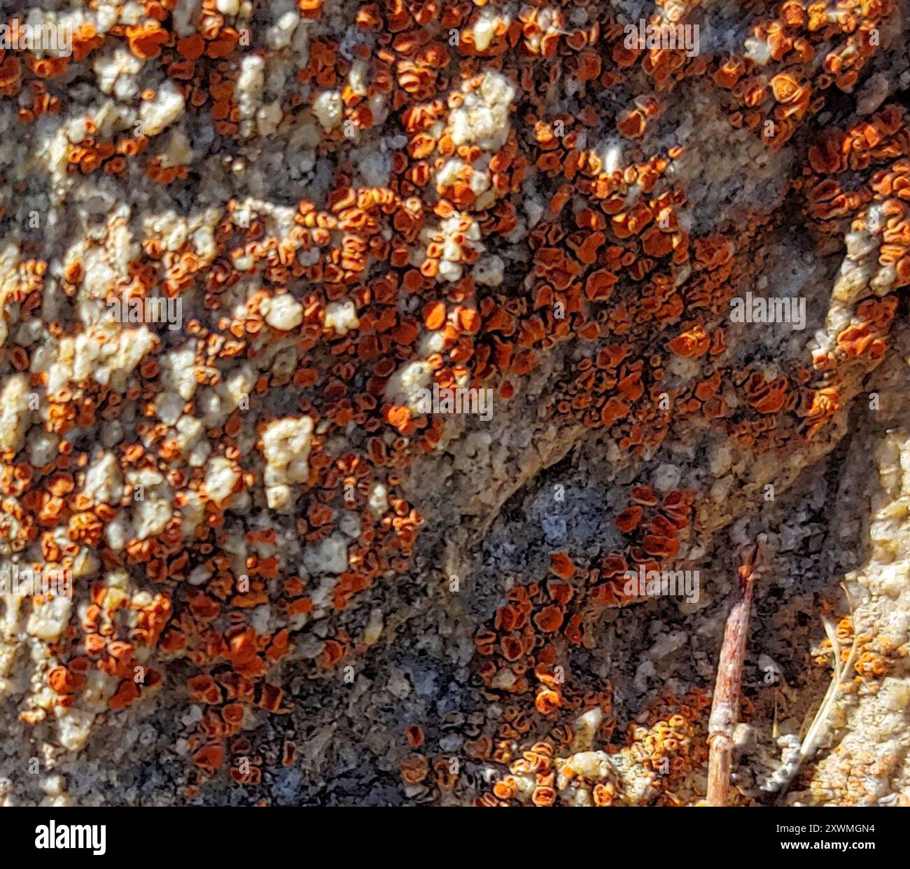 Elegante funghi Sunburst Lichen (Rusavskia elegans) Foto Stock