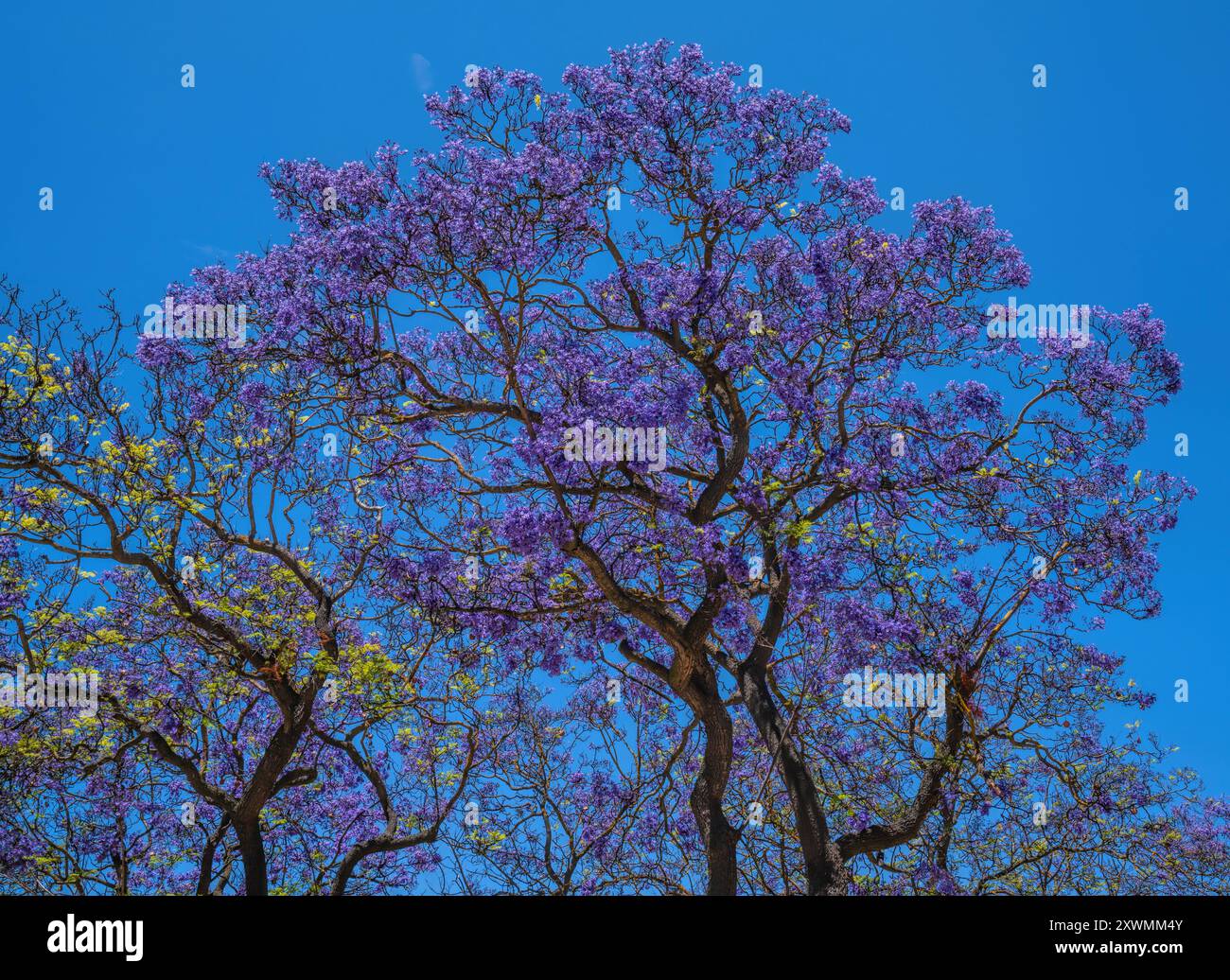 Albero di Jacaranda bellissimi fiori viola colorati con cielo blu Foto Stock