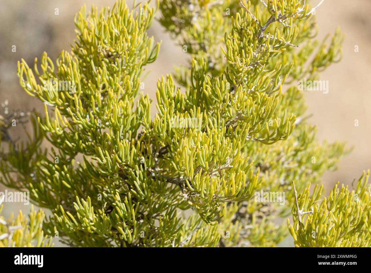 Greasewood (Sarcobatus vermiculatus) Plantae Foto Stock