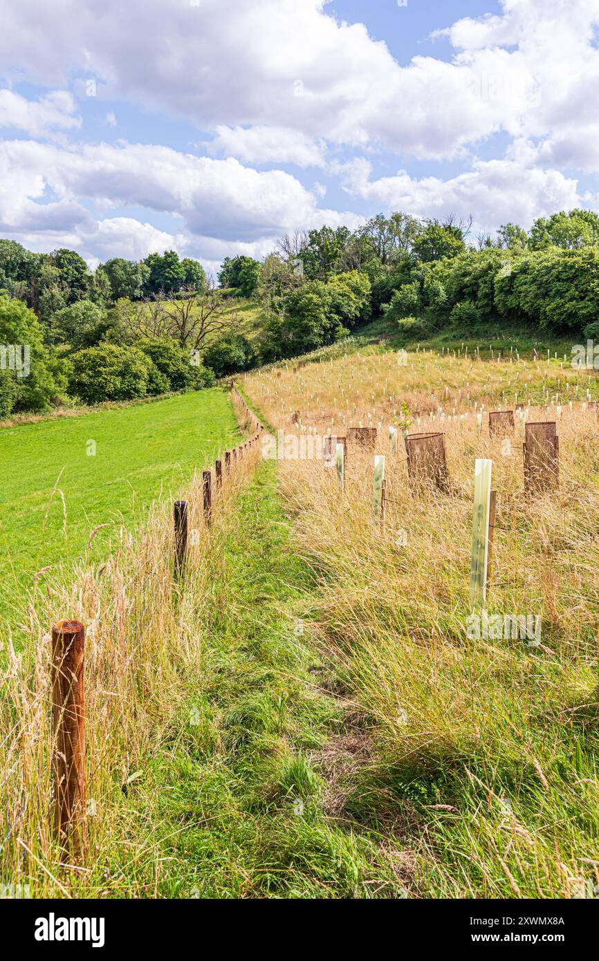 Alberi protetti da guardie arboree in un impianto di piantagione vicino al villaggio Cotswold di Middle Duntisbourne, Gloucestershire, Inghilterra Regno Unito Foto Stock