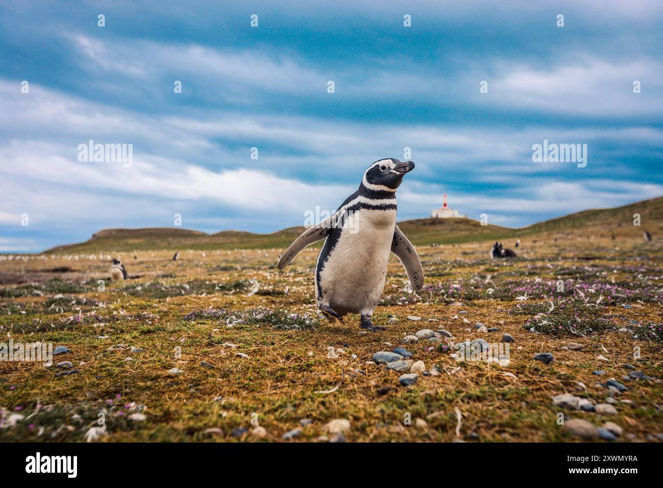 I pinguini di Magellano nel Santuario naturale dell'Isola di Magdalena, Cile Foto Stock