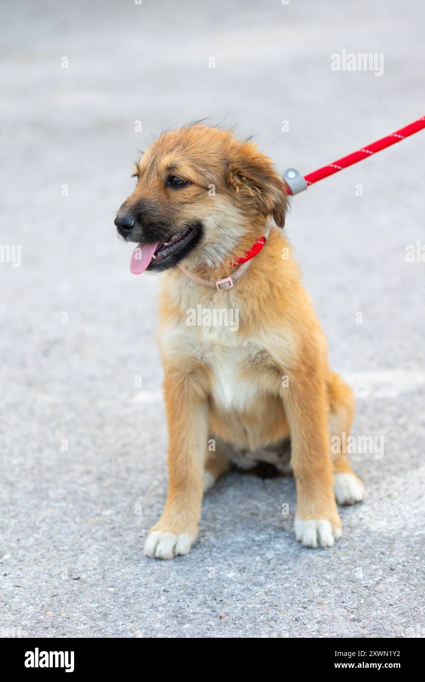 Un cucciolo rosso muta seduto all'aperto. Cane di razza mista Foto Stock