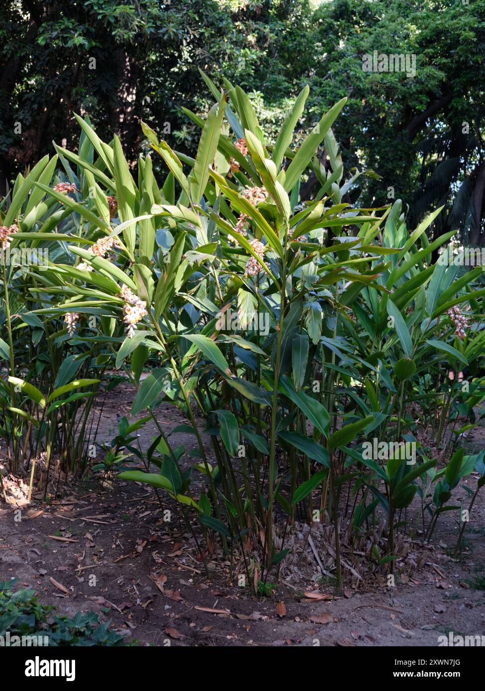 Alpinia zerumbet, zenzero di guscio a El Parque de Málaga, Spagna meridionale. Foto Stock