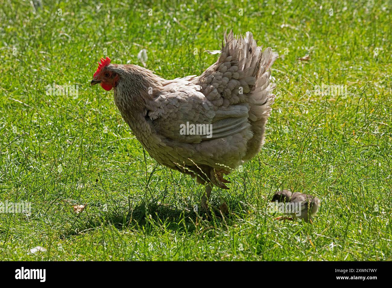 Gallina con pulcino, Eime, Leinebergland, bassa Sassonia, Germania Foto Stock