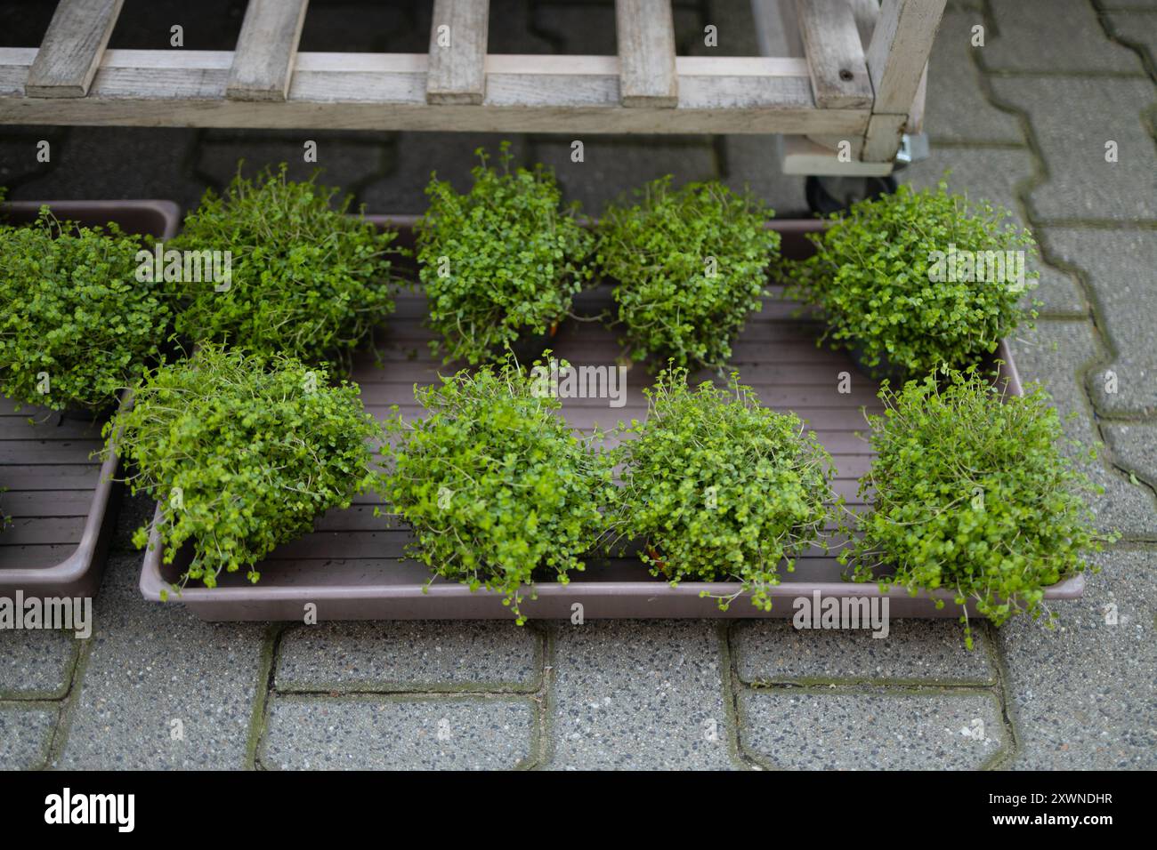Fattoria microverde urbana. Il microgreen nei vassoi di plastica. Foglie di bambino, fitolamp. Microgreens germoglianti sui tappetini biodegradabili alla canapa. Germinazione dei semi Foto Stock