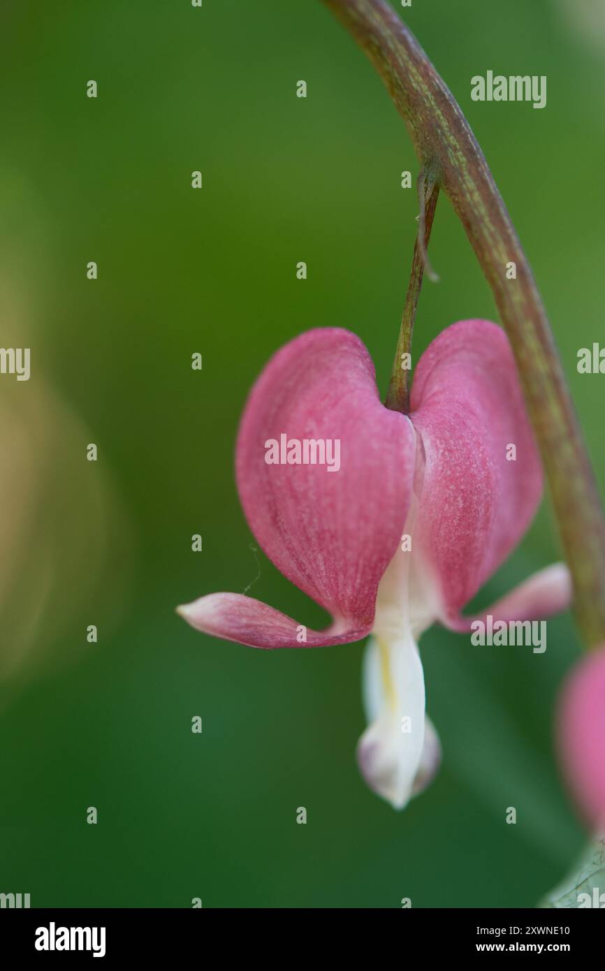 Sanguinante fiore del cuore che cade verso la parte inferiore del telaio Foto Stock