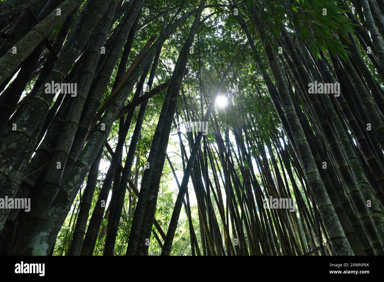 Boschetti di bambù nel giardino botanico di Rio de Janeiro Foto Stock